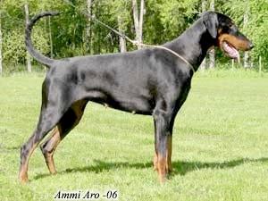 Mezzrow's Voodoo | Black Doberman Pinscher