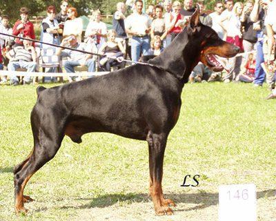 Gemini Ginga House | Black Doberman Pinscher