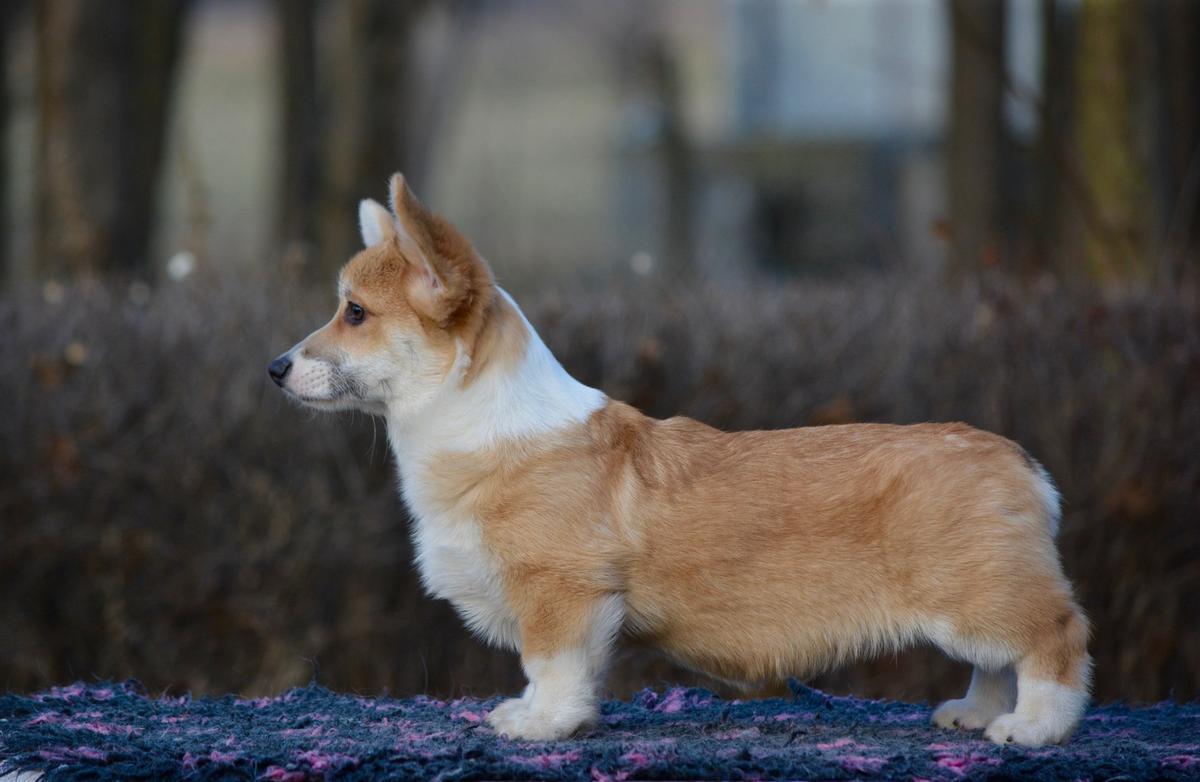 Born To Be Your Signature | Pembroke Welsh Corgi 