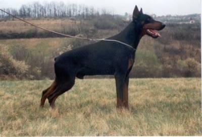 Omri Otsem v. Diaspora | Black Doberman Pinscher