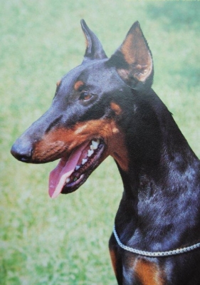 Othilda Oz v. Diaspora | Black Doberman Pinscher