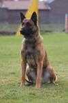 doc van het dreiland | Belgian Tervuren 