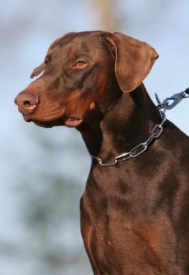 Brückendorfer Vigor | Brown Doberman Pinscher