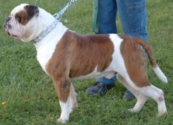 Barbosa's Bulldozer Bo | Olde English Bulldogge 