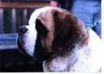 Stoan's Absolut Of Cara | Saint Bernard 