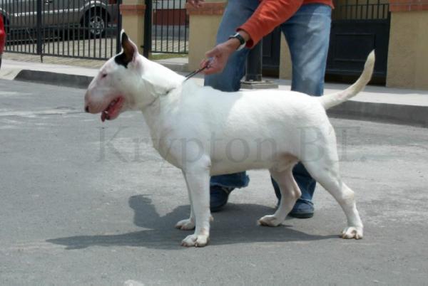 Kryptoniac Golden Boy (Uriza) | Bull Terrier 