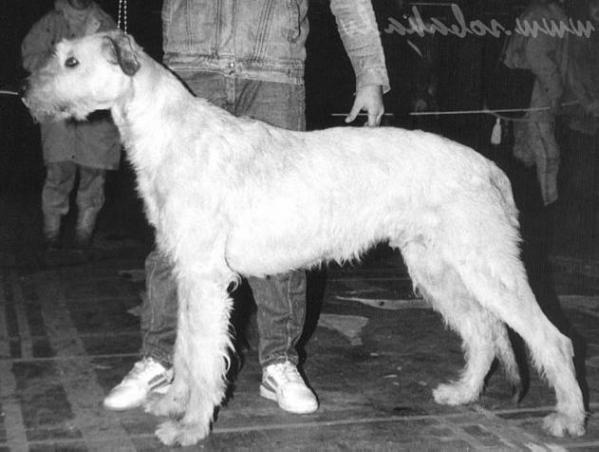 Hassini Sagittarius | Irish Wolfhound 