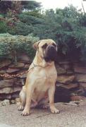 Somogyvari vitez gibson | Bullmastiff 