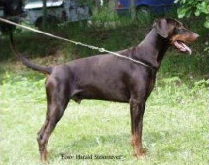 Gatsby v. Assindia | Brown Doberman Pinscher