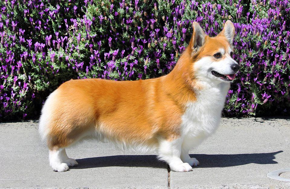 Knightsbridge He's A Right Guy | Pembroke Welsh Corgi 