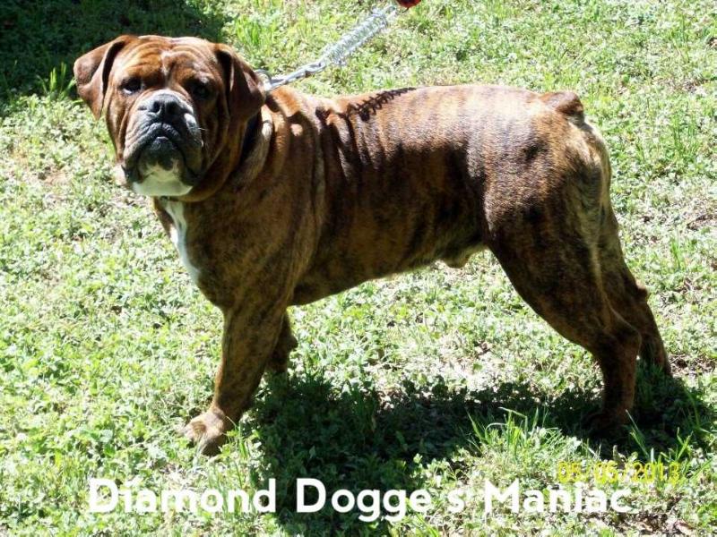 BR. Diamond Dogge's Maniac | Olde English Bulldogge 