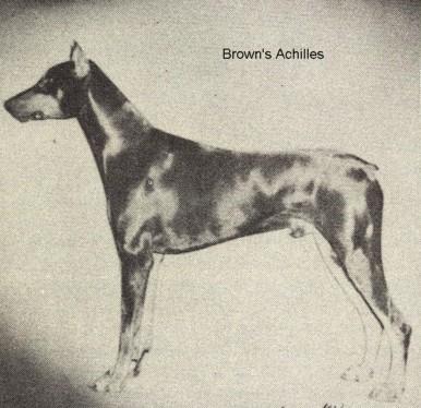 Brown's Achilles | Black Doberman Pinscher