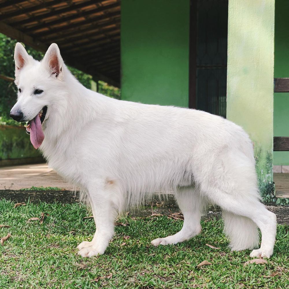 Orden (Safin) Iz Beloy Brigady | White Swiss Shepherd Dog 