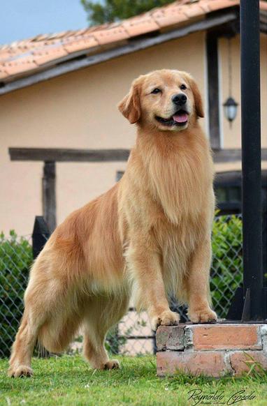 Xcelerate Purple Haze | Golden Retriever 