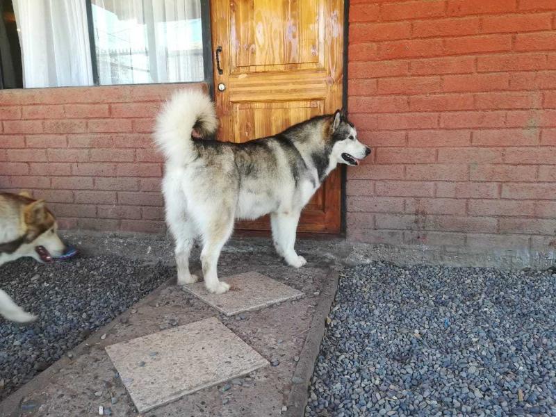 Dirty Dancing Snowcali | Alaskan Malamute 