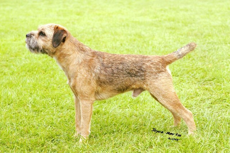 Cedarhill No Excuse Needed | Border Terrier 