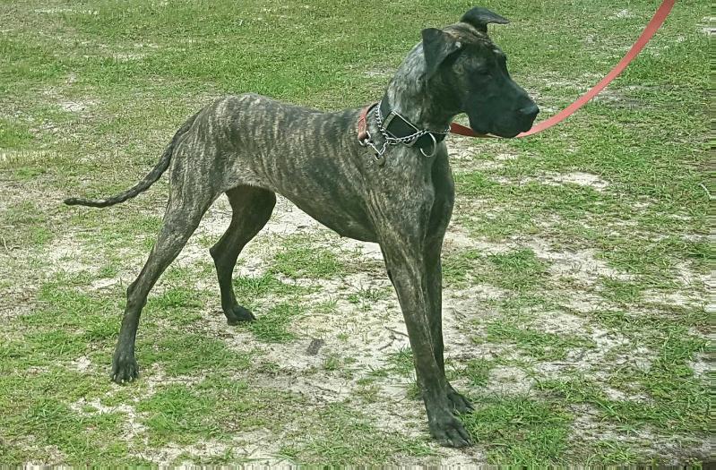 Granite Creek If The Boot Fits | Great Dane 