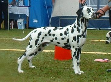 Jilloc's Loverboy | Dalmatian 