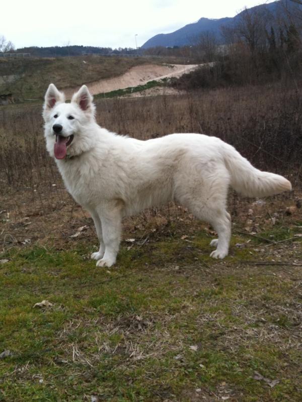 HERNESTINA DI CASA DEGLI ELFI BIANCHI | White Swiss Shepherd Dog 