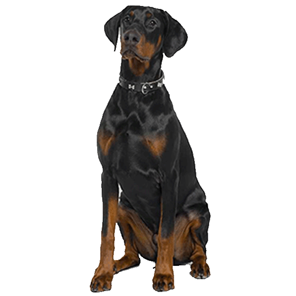 Doberman Pinscher