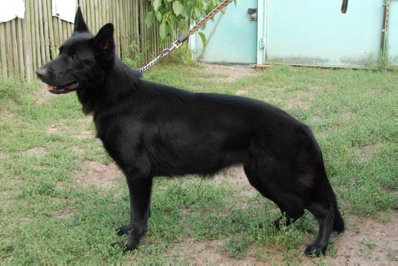Alelana Lili Shark | German Shepherd Dog 