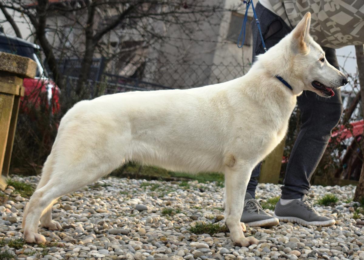 Zoom-Zoom vom Sutumer grund | White Swiss Shepherd Dog 