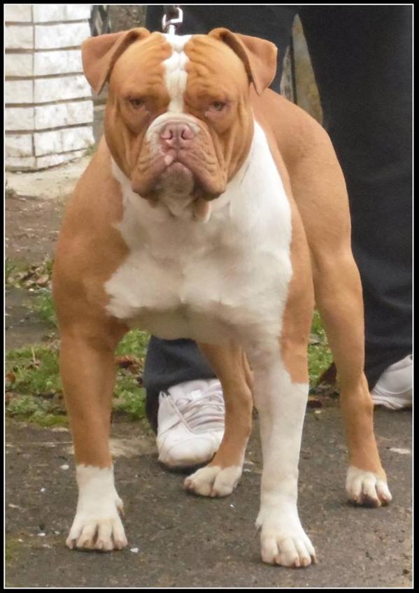 Destiny's Bulls Totti | American Bulldog 