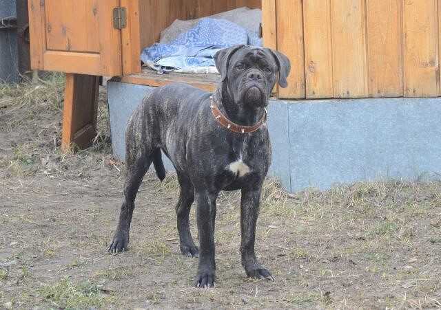 Tsaritsa best fereira | Bullmastiff 