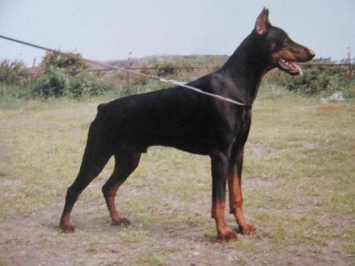 Graaf Mentor v. Neerlands Stam | Black Doberman Pinscher