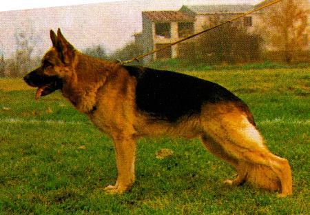 Apoll von Wanne-Eickel | German Shepherd Dog 