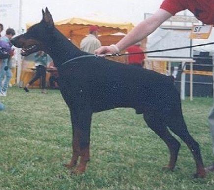 Graaf Marlowe v. Neerlands Stam | Black Doberman Pinscher