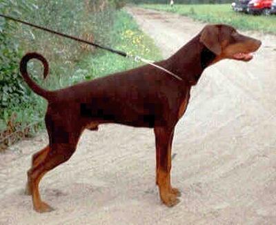 Clinics Gino Toscanino | Brown Doberman Pinscher