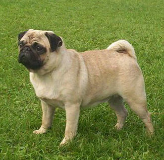 Black-Schnau Pretty | Pug 