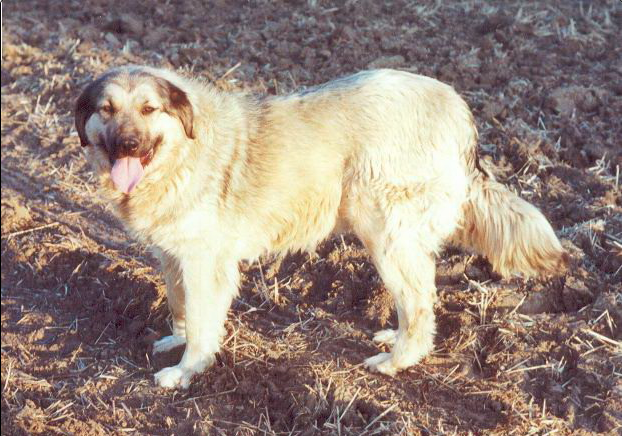 Elza Planinski-Duh | Yugoslavian Shepherd Dog-Sarplaninac 