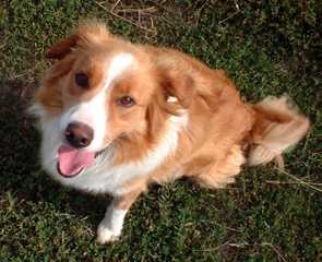 Strider of Meadowsweet Farm | English Shepherd 