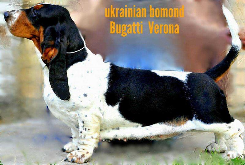 ukrainian bomond bugatti verona | Basset Hound 