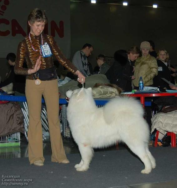 Snezhnoe Tango Zahar | Samoyed 