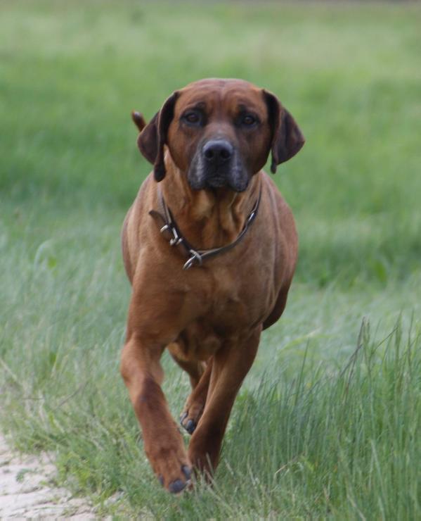 Pharo Pasha of Mombasa | Rhodesian Ridgeback 