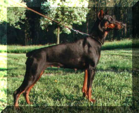 Farah v.d. Bärnschlucht | Black Doberman Pinscher