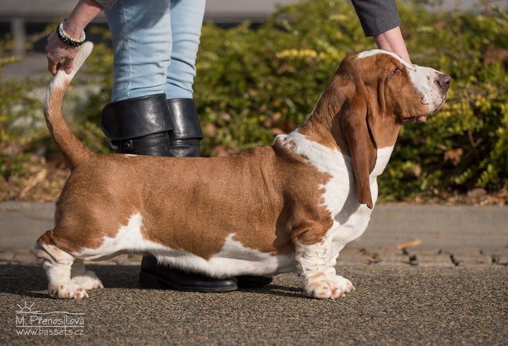 Ziva Lady Barnett's | Basset Hound 