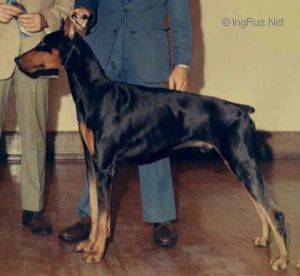 Hotai Exodus | Black Doberman Pinscher