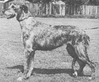 Sulhamstead Morna of Eaglescrag | Irish Wolfhound 