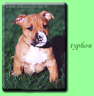 Typhon De La Maison D'Este | American Staffordshire Terrier 