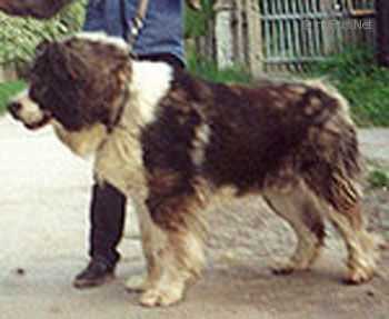 GABO | Caucasian Mountain Dog 