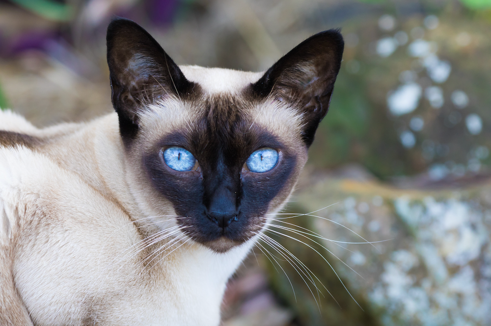 Tonkinese