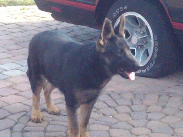 Kolby Von Stephan Max | German Shepherd Dog 