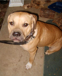 LLB'S GOAT | American Pit Bull Terrier 
