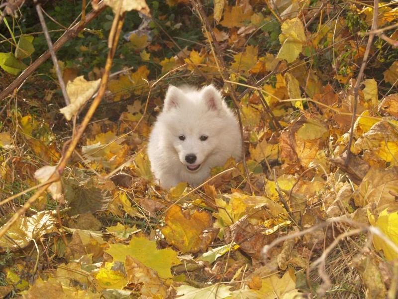 NATOS HONEY The Glow of the Snowy Star | Samoyed 