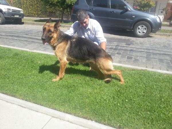 Belen von der riken | German Shepherd Dog 