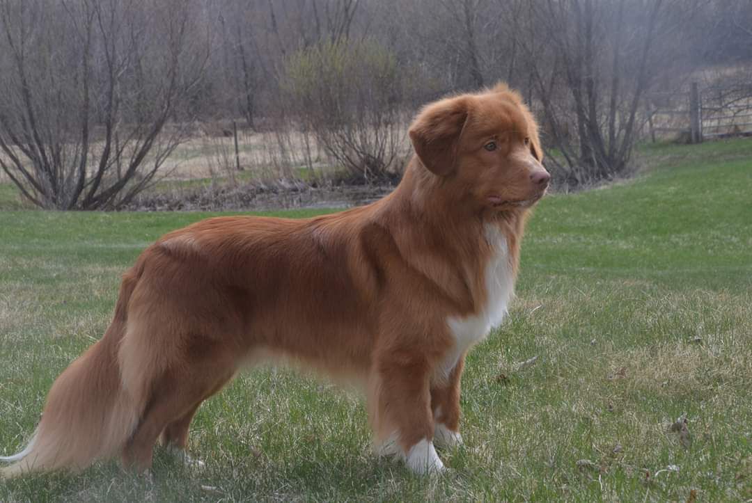 Gold Star’s The Greatest Showman | Nova Scotia Duck Tolling Retriever 